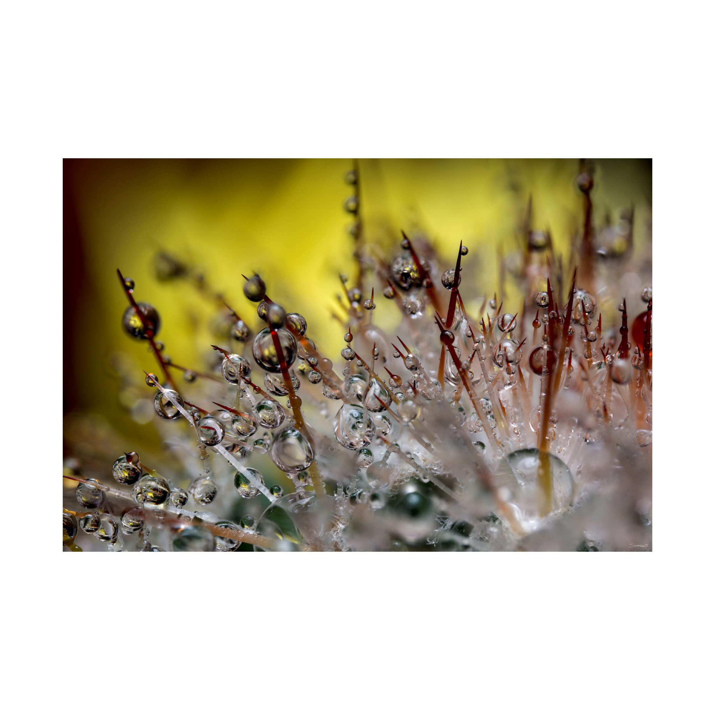 Gordon Semmens 'Cactus Flowers 13' Canvas Art Print - 16x24 Inches - Modern Desert Wall Decor for Living Room, Bedroom & Office