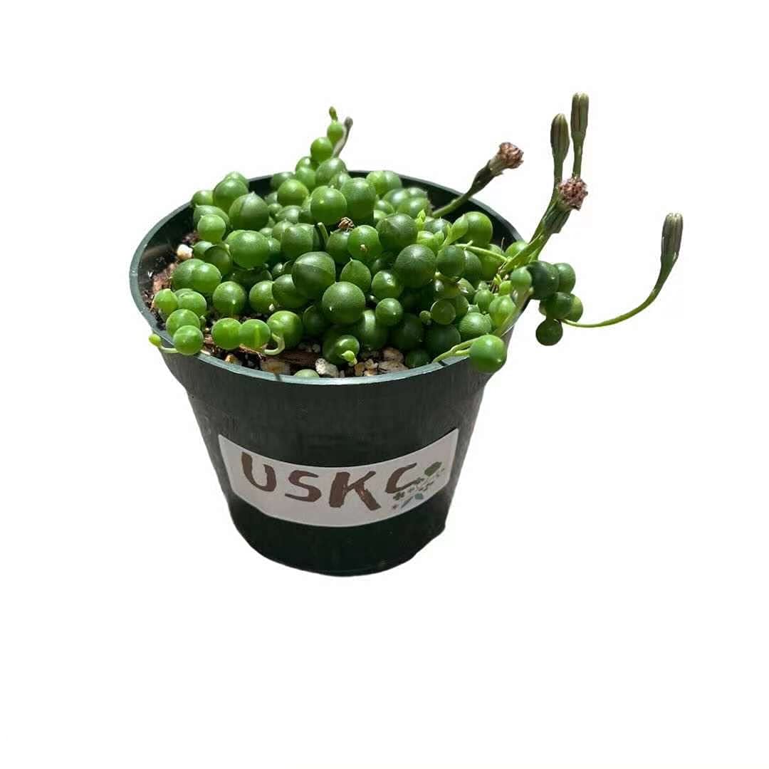 Live String of Pearls Succulent Plant - 4