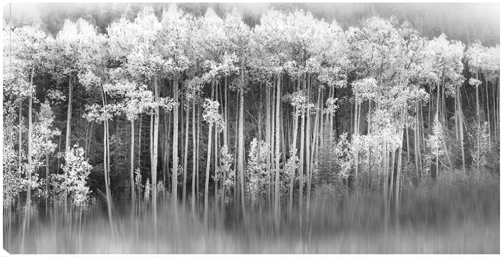 Dreamy Aspen Forest Canvas Wall Art Print by Danita Delimont - 40x21 Inch Ready to Hang Painting for Living Room, Bedroom, Office Decor - Nature Landscape Artwork for Home & Commercial Spaces