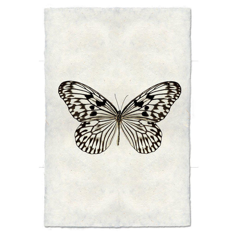 Butterfly #14 Art Print - Elegant Wall Decor for Home, Office & Gifts | Perfect for Living Room, Bedroom & Nursery