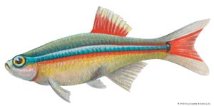 Premium Gold White Cloud Mountain Minnow Tetra Fish - Live Freshwater Aquarium Fish for Tanks & Ponds | Perfect for Community Tanks, Coldwater Aquariums & Beginner Fish Keepers