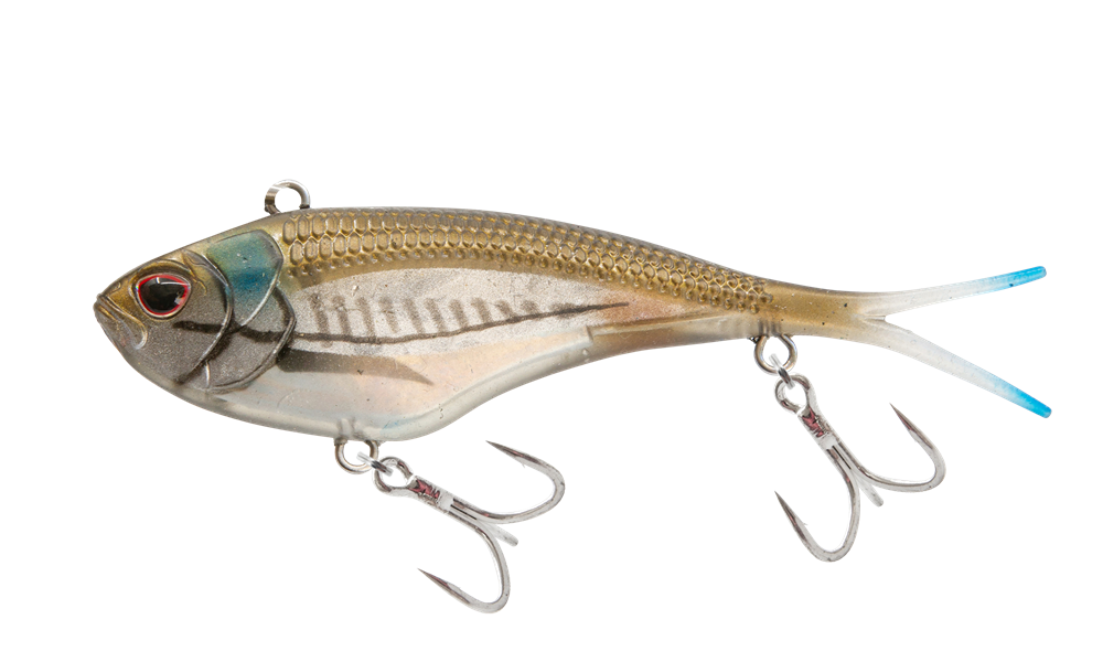 Mangrove Shad