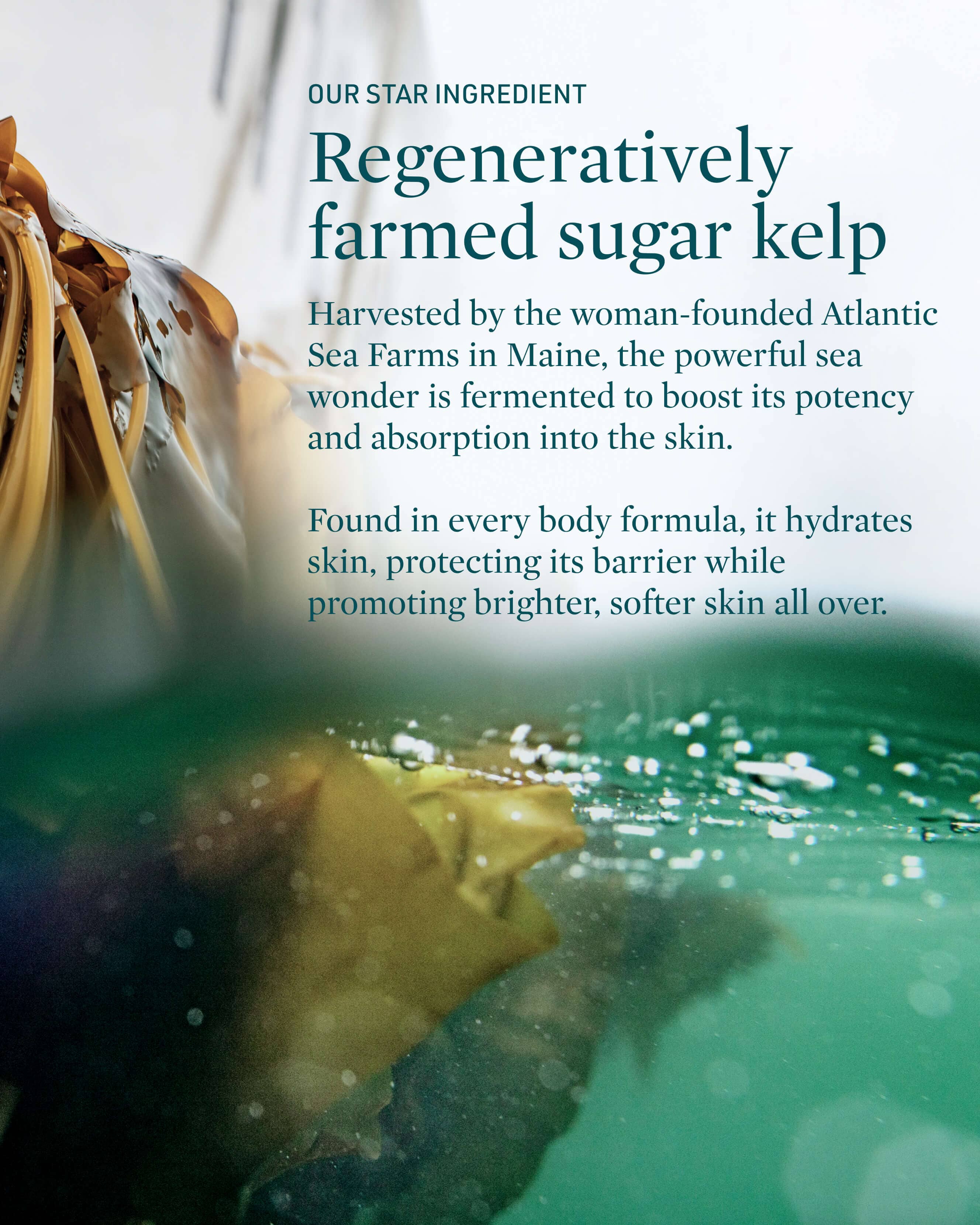 Serenity Mineral Rich Body Wash - Hydrating & Nourishing for Dry Skin | Sulfate-Free & Vegan | Perfect for Daily Shower & Spa Relaxation