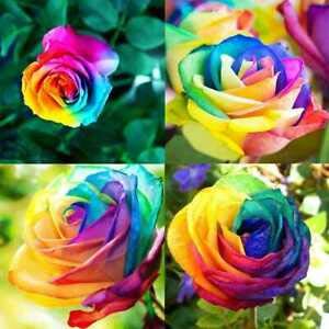 Elwyn Rose Seeds - 30pcs Potted Rose Flower Seeds for Home Garden, Rugosa Rose Planting Kit | Perfect for Indoor & Outdoor Gardening, Landscaping, Gifts