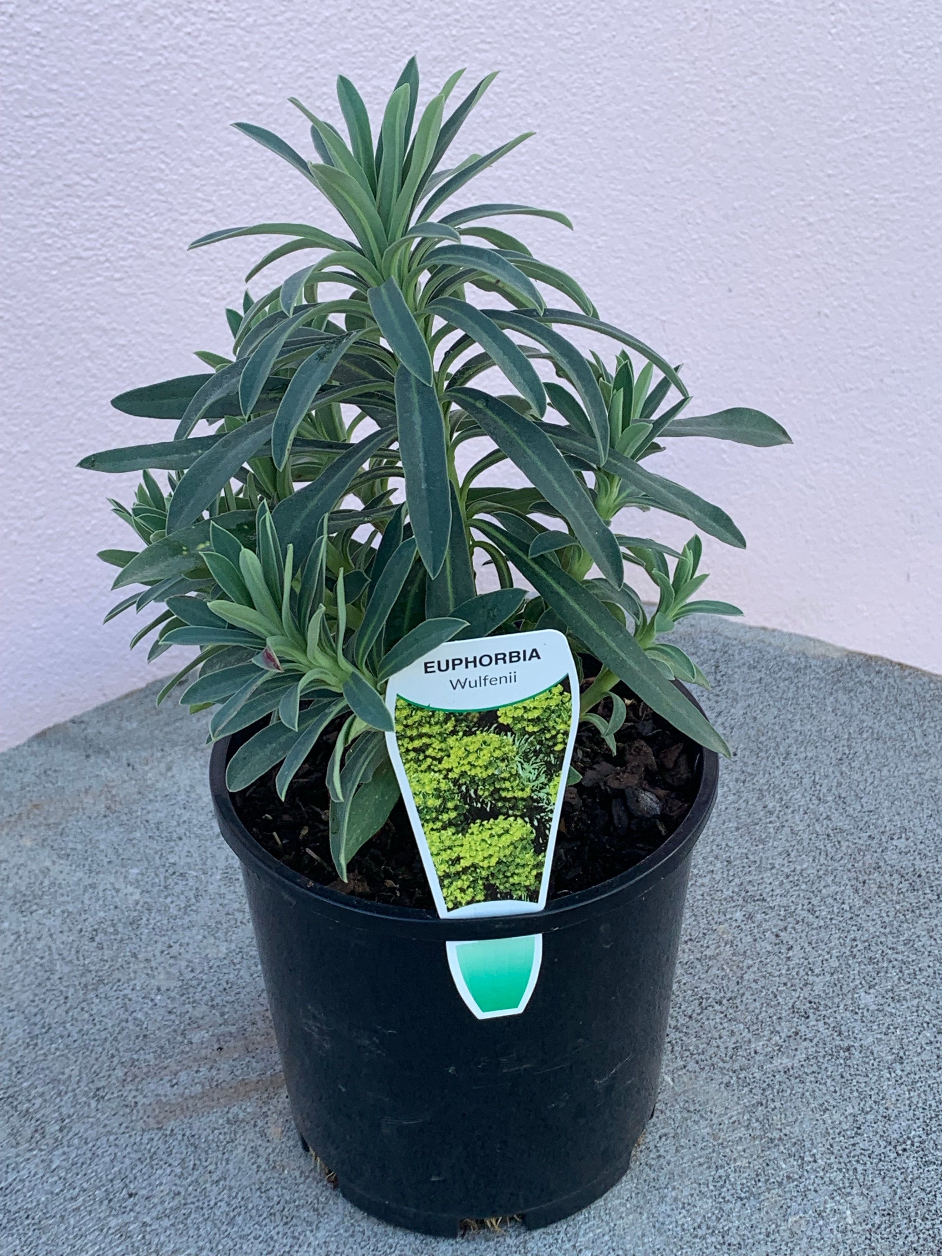 Euphorbia 'Wulfenii' - Hardy Perennial Mediterranean Spurge Plant for Landscaping & Drought-Tolerant Gardens | Perfect for Borders, Rock Gardens & Xeriscaping