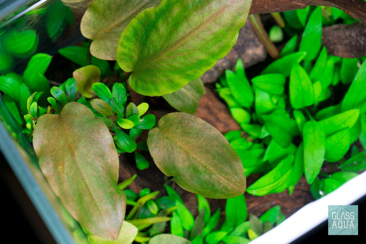 Lagenandra Meeboldii Red - Rare Aquatic Plant for Aquariums & Fish Tanks | Perfect for Aquascaping, Water Gardens & Home Decor