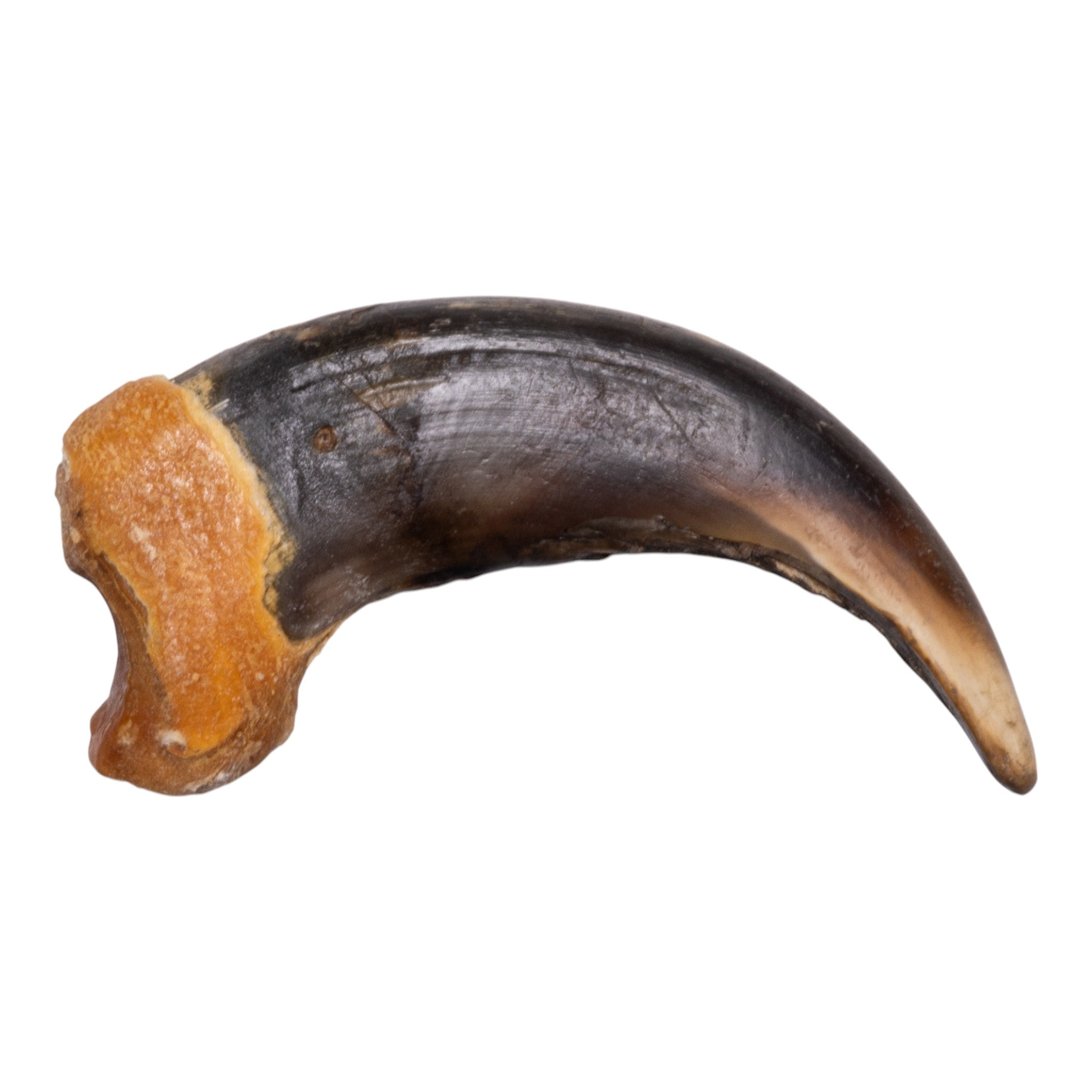 Premium Real Grizzly Bear Claw Necklace Pendant - Authentic Wildlife Jewelry for Outdoor Enthusiasts & Nature Lovers - Perfect for Camping, Hiking & Adventure Gifts