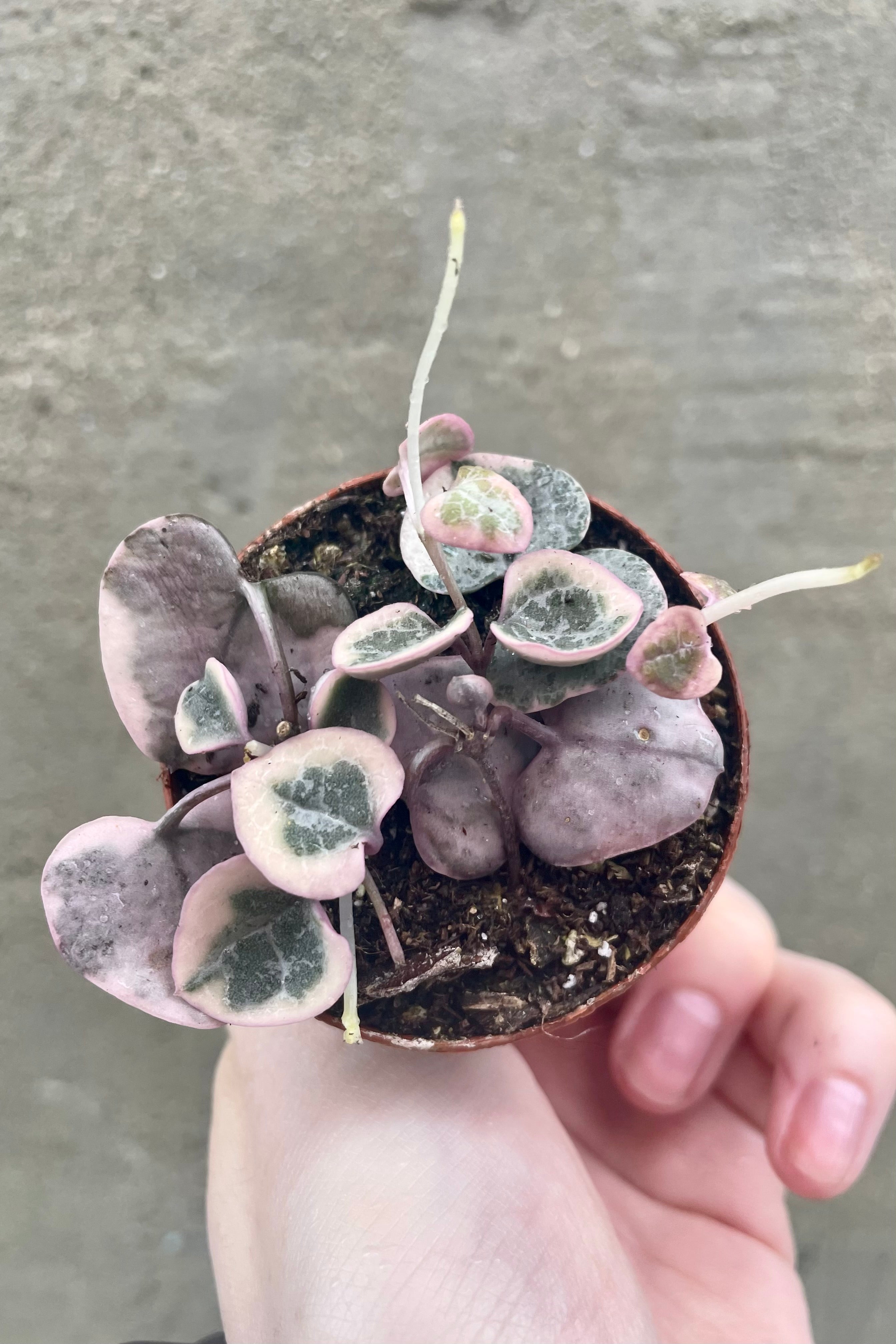Variegated String of Hearts (Ceropegia Woodii) - Rare Trailing Succulent Plant for Hanging Baskets & Home Decor - Perfect for Indoor Gardens, Wedding Favors, and Gift Ideas