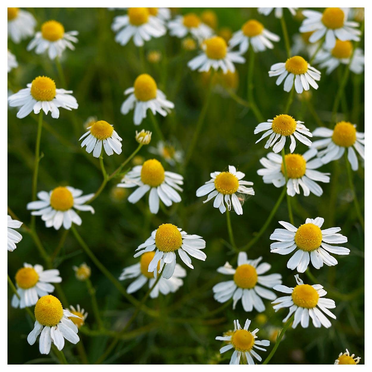 Everwilde Farms - 1000 Common German Chamomile Herb Seeds - Premium Gold Vault Jumbo Seed Packet for Tea, Aromatherapy & Garden Planting | Organic, Non-GMO, Heirloom Seeds