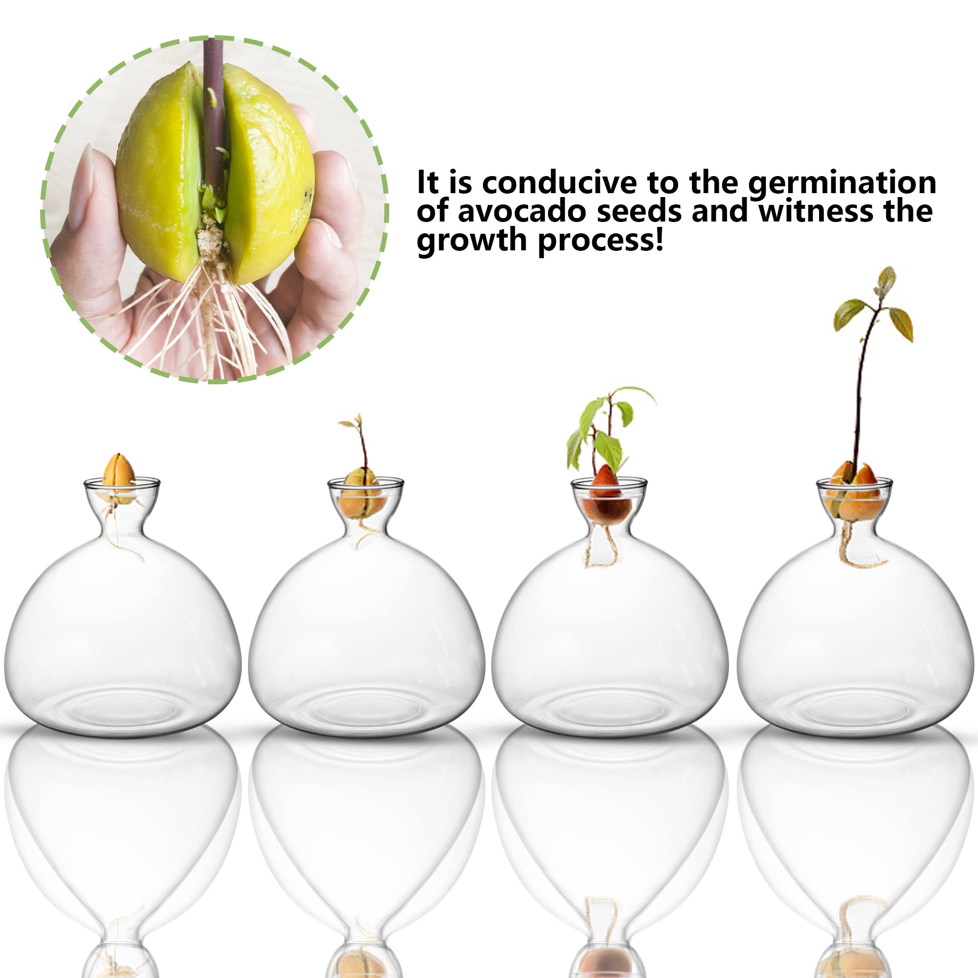 Avocado Tree Growing Kit - Glass Seed Starter Vase with Avocado Stickers | Indoor Gardening Gift Set for Home, Office & Kitchen Decor | Perfect for Plant Lovers & Sustainable Living
