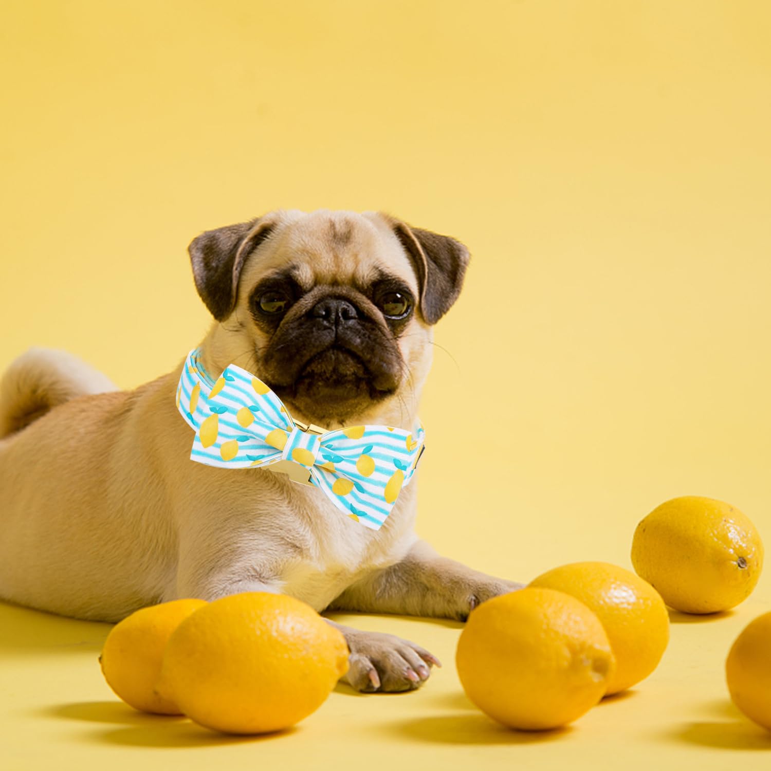 Adjustable Breakaway Dog Collar with Bow Tie - Summer Lemon Design for Small, Medium, Large Dogs - Perfect for Pets, Puppies, Cats - Ideal for Birthdays, Parties & Outdoor Adventures (XS-XL)