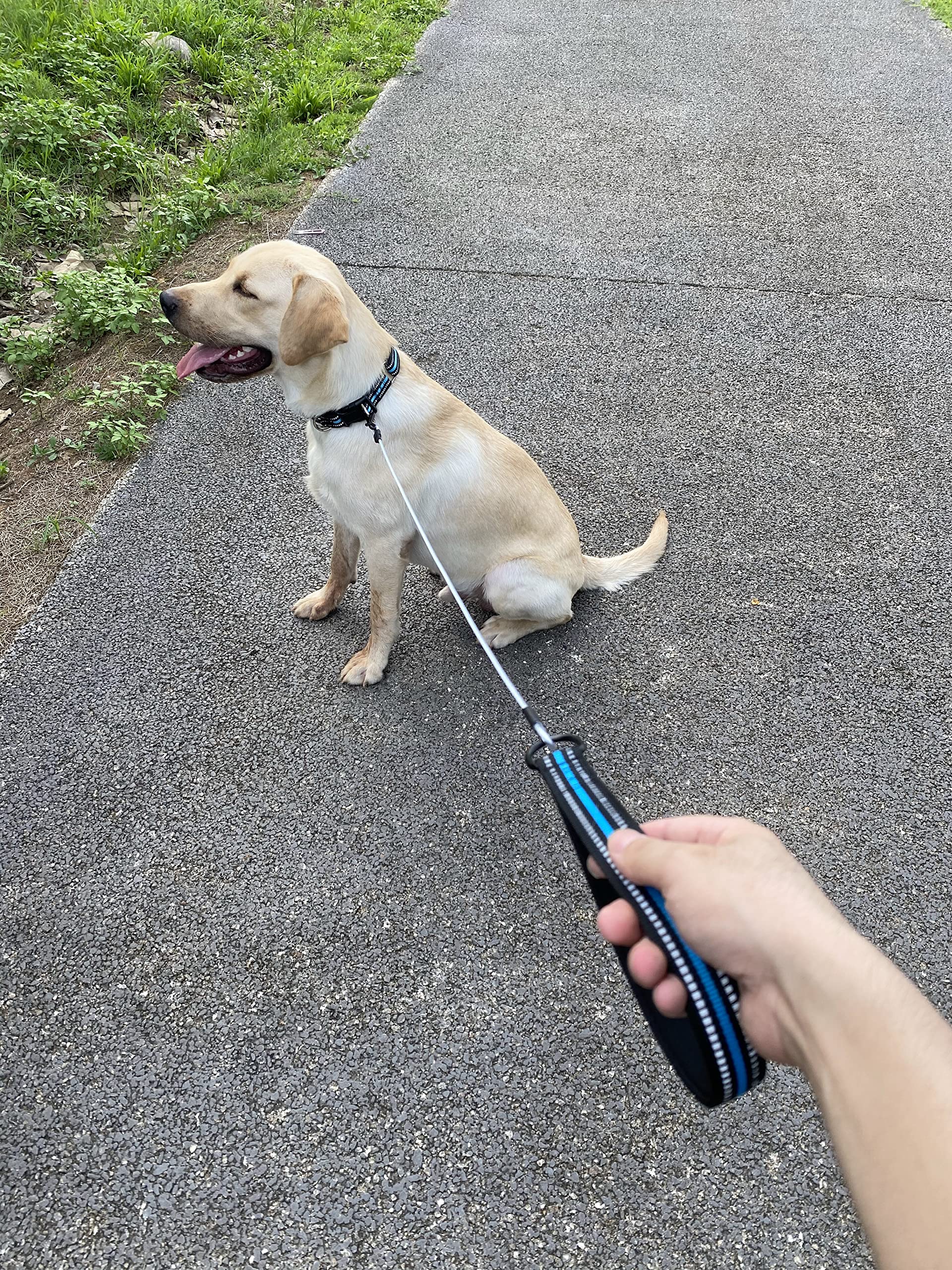 Chew Proof Dog Leash - 4ft Steel Cable Dog Lead with Reflective Padded Handle, Waterproof & Durable for Medium/Large Dogs (Blue) - Perfect for Walking, Running, Training & Nighttime Safety