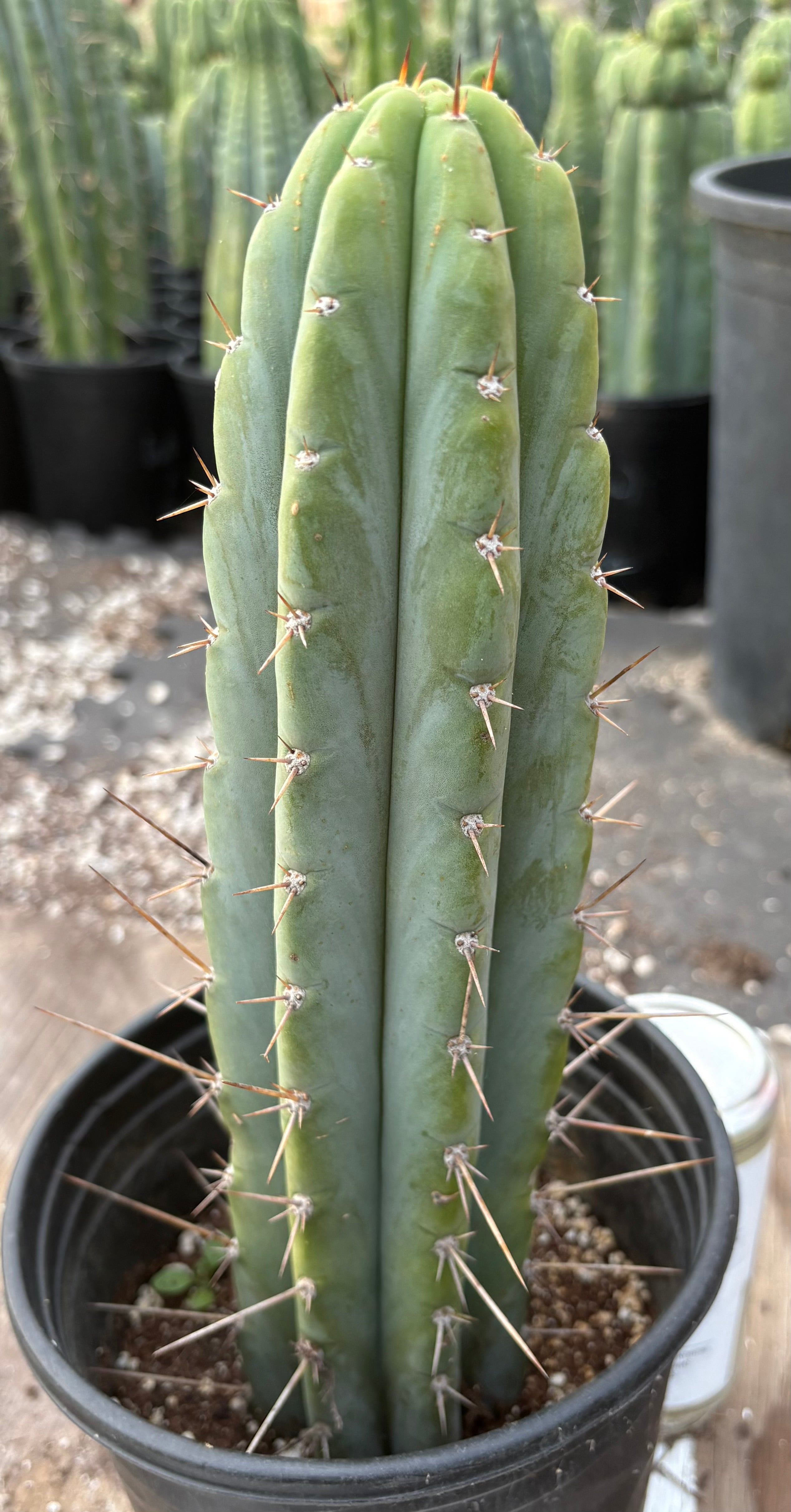 EC298 EXACT Trichocereus Peruvianus Victoria Cactus 12 Inch - Rare Peruvian Cactus for Home Decor, Desert Gardens & Spiritual Ceremonies