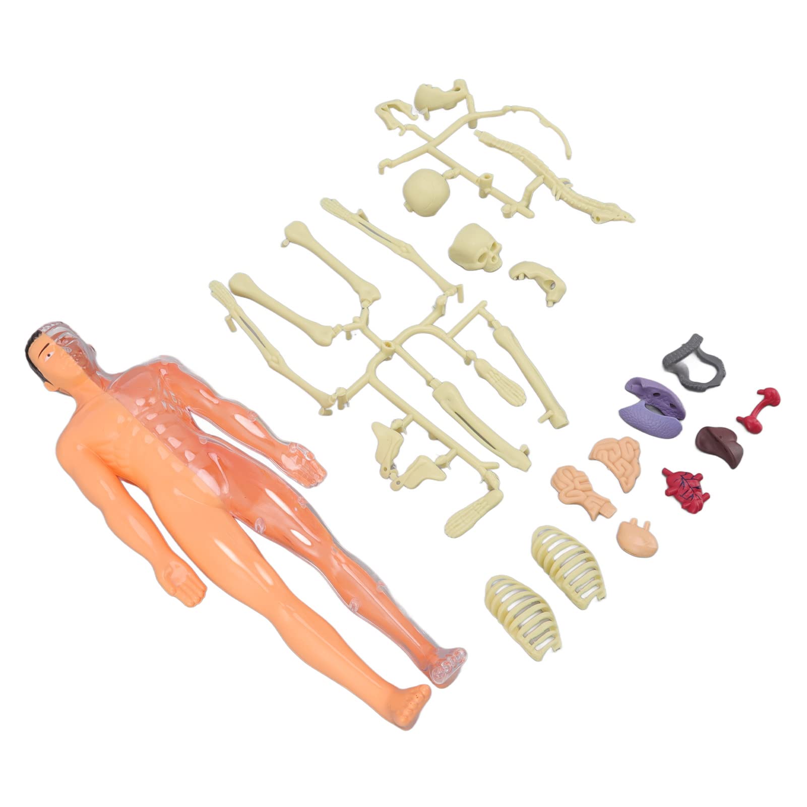 Educational DIY Human Body Model Toy for Kids Ages 6+ | Hands-on STEM Learning Kit for Early Childhood Development | Perfect for Science Class, Homeschooling & Interactive Anatomy Lessons