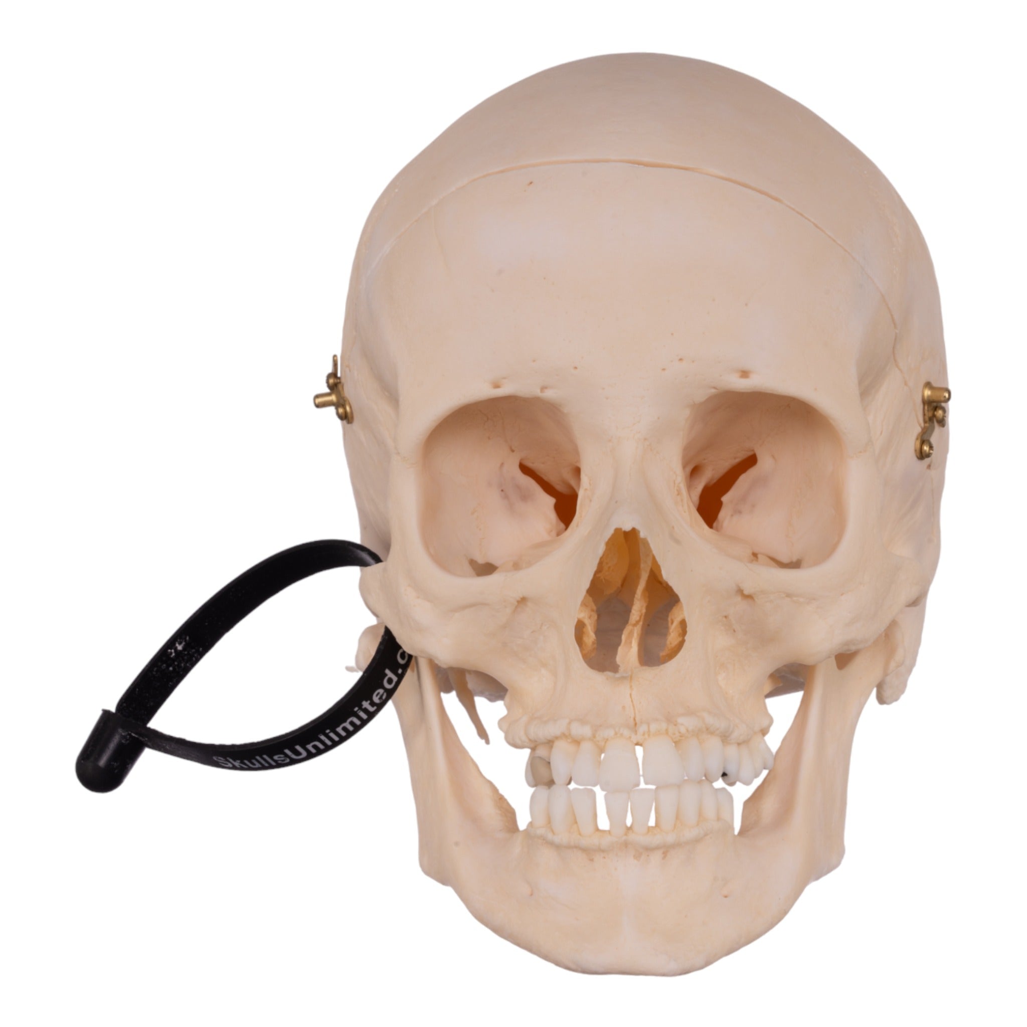 Premium Anatomical Human Skull Model - Accurate Medical & Educational Replica for Students, Doctors & Collectors | Perfect for Classroom, Lab Study & Halloween Decor