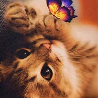 06 Cute Cat