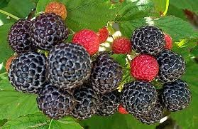 Premium Raspberry Bush Seeds for Home Garden - Non-GMO, High Yield (15 Seeds) | Grow Delicious Berries for Smoothies, Baking & Fresh Eating