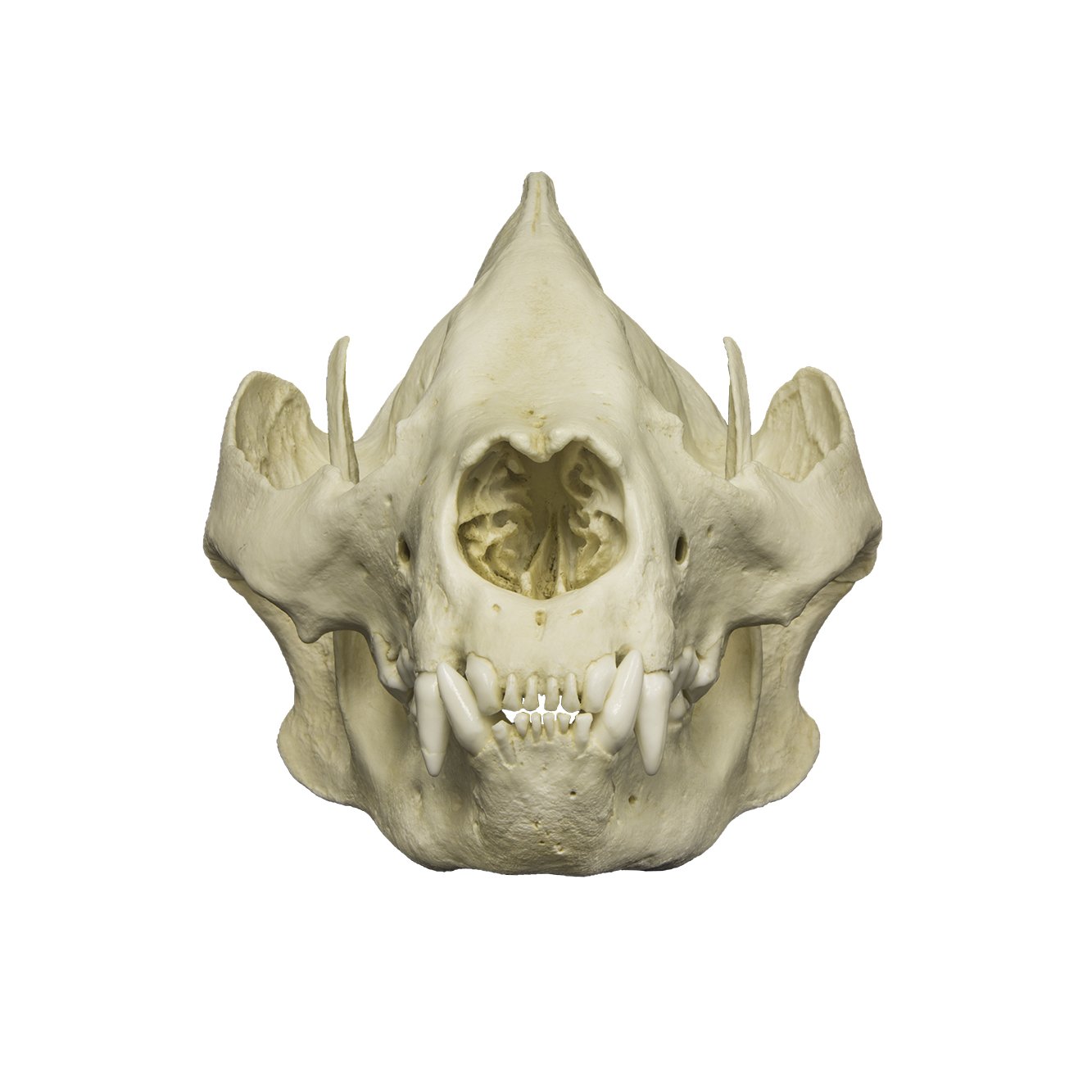 Giant Panda Skull Replica - Lifelike Adult Size Animal Skull Model for Home Decor, Halloween Props, and Educational Displays