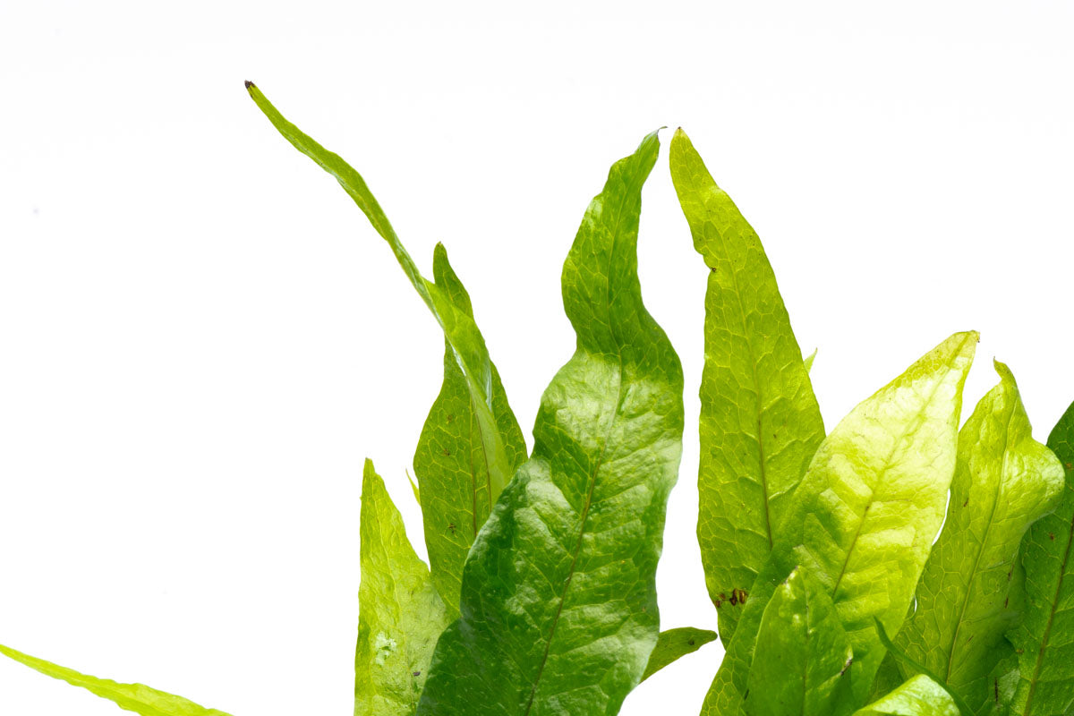 Microsorum Pteropus Java Fern on Driftwood - Perfect for Aquascaping & Natural Fish Tank Decor