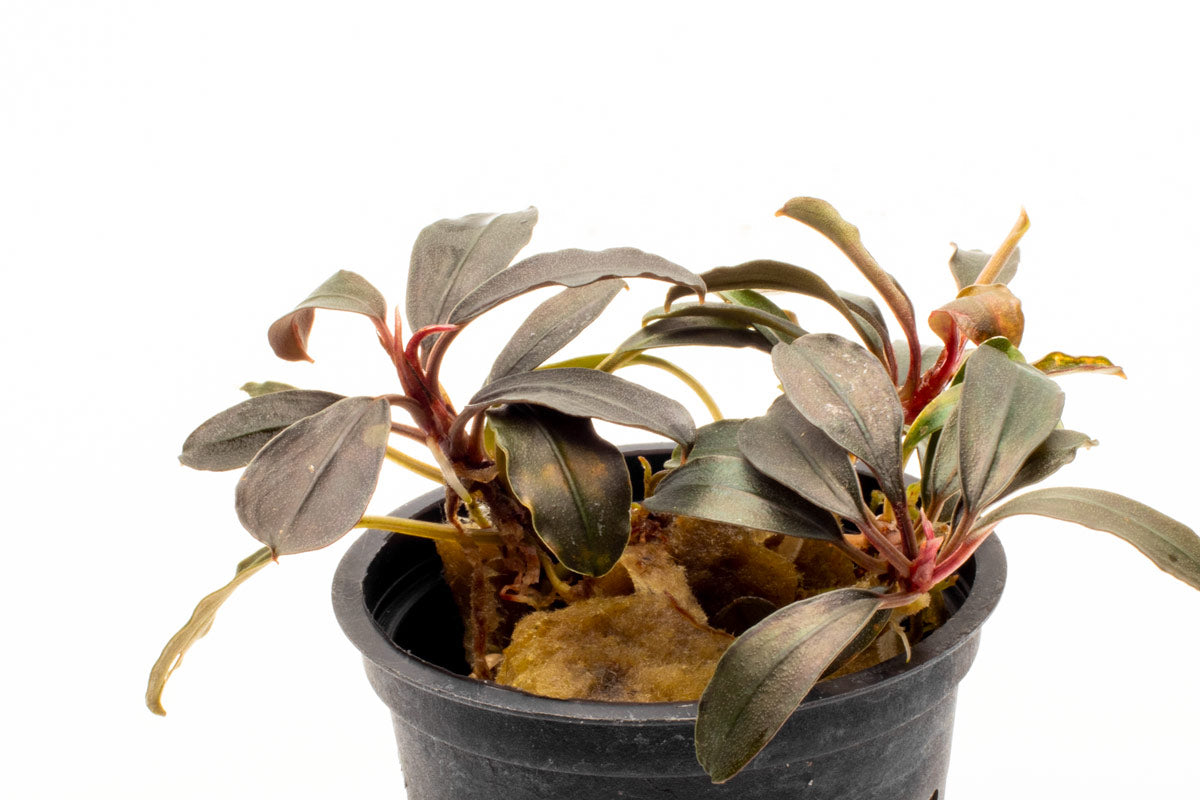 Bucephalandra Kedagang Round Live Aquarium Plant for Fish Tank - Perfect for Aquascaping & Shrimp Tanks