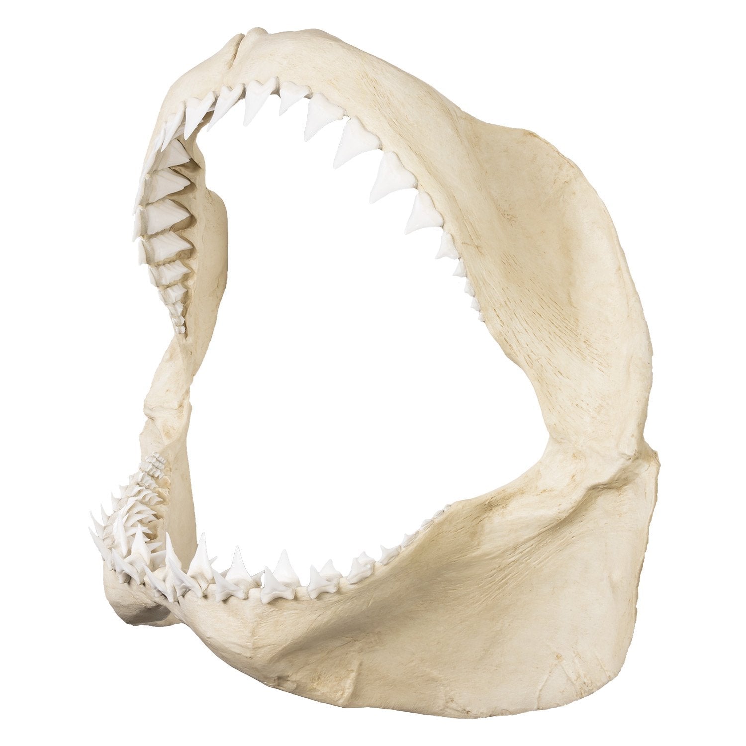 Authentic Replica Great White Shark Jaw - Lifelike Shark Teeth Display for Home Decor, Classroom Education & Marine Biology Enthusiasts