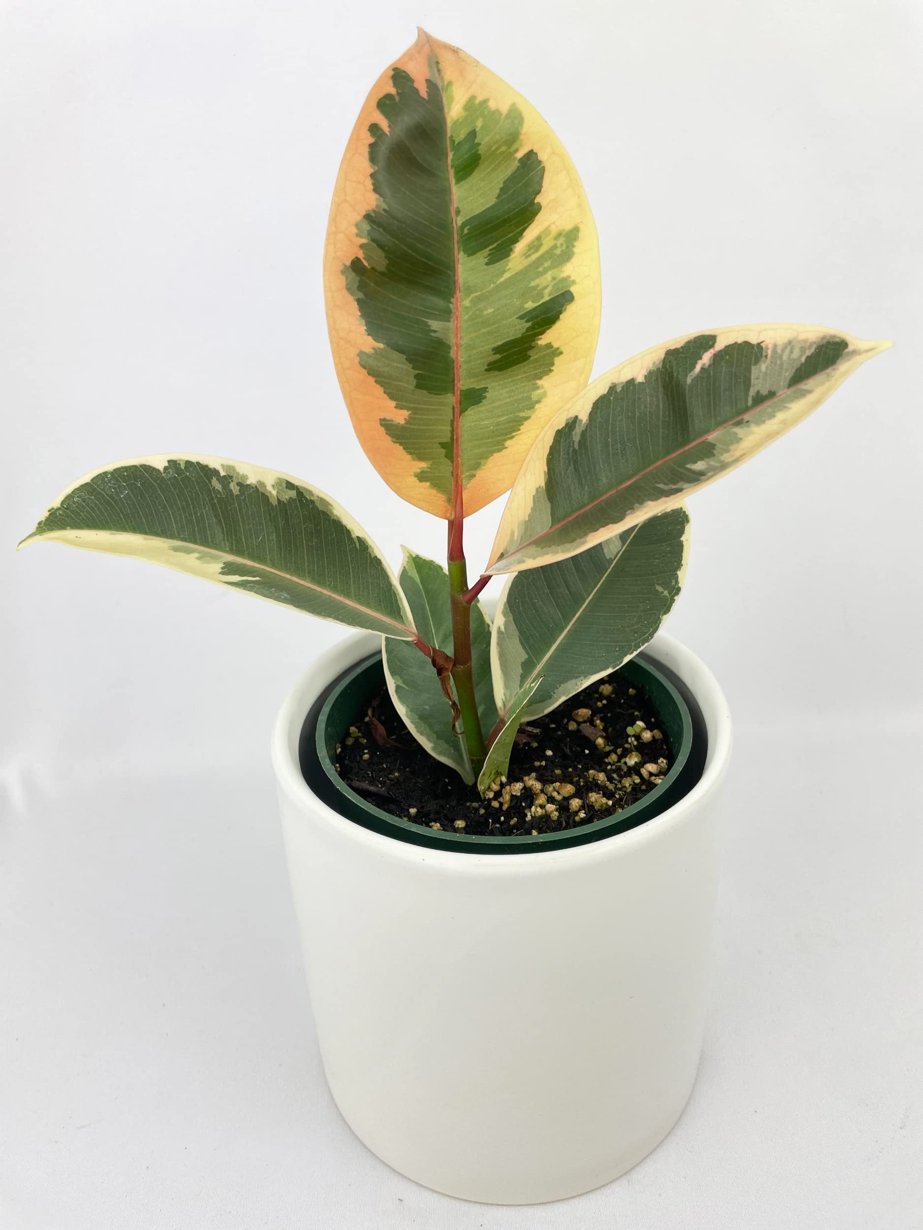 Bumble Plants Ficus Elastica Tineke Variegated Rubber Tree - Live House Plant in Nursery Pot for Home & Office Decor, Indoor Air Purifying Plant, Perfect Gift for Plant Lovers