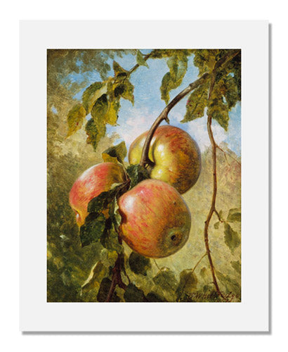 Thomas Worthington Whittredge Apples - Premium Fresh Apples for Baking, Snacking & Gifting - Healthy Organic Fruit for Home, Office & Holiday Celebrations