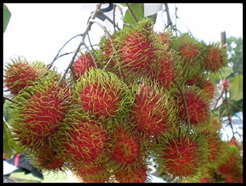 Fresh Rambutan Seeds from Thailand - 5 Seeds per Pack - Exotic Fruit Seeds for Home Garden Planting - Perfect for Tropical Fruit Lovers & DIY Garden Projects
