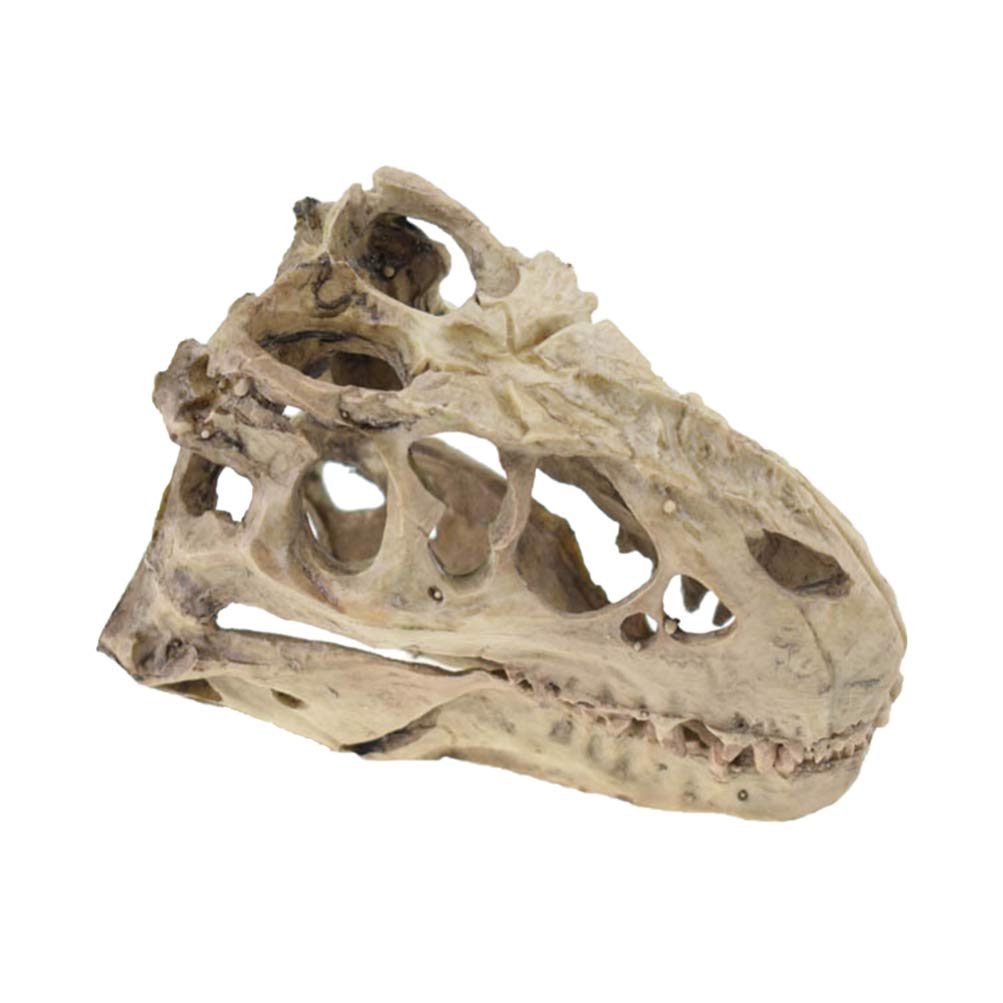 NICERIO Dinosaur Skull Ornament - Realistic Dinosaur Bones Decor for Halloween, Gothic Home Decor, Horror Party Supplies - Perfect for Halloween Decoration, Themed Parties & Dinosaur Lover Gifts (1PC)