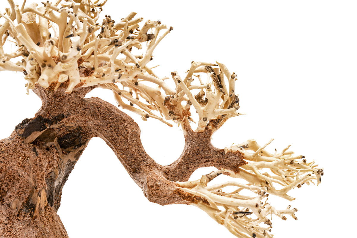 UNS Bonsai 006 - Premium Mini Bonsai Tree Kit for Home & Office Decor | Perfect for Zen Gardens, Desktop Decor, and Relaxation Gifts