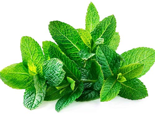 Natural Mint Glycerine Soap Base (500g) for Handmade Soap Making, DIY Skincare, and Aromatherapy