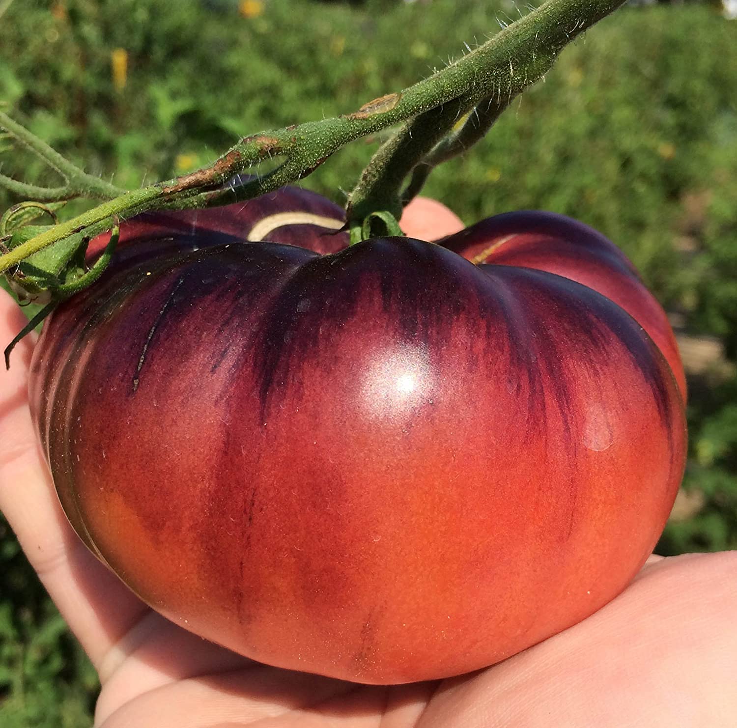 Premium Indigo Apple Dark Purple Beefsteak Heirloom Tomato Seeds - 100pcs/Packet - Non-GMO, High Yield for Home Garden, Greenhouse & Organic Farming
