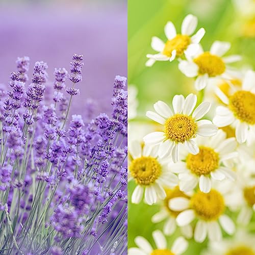 Chamomile+Lavender