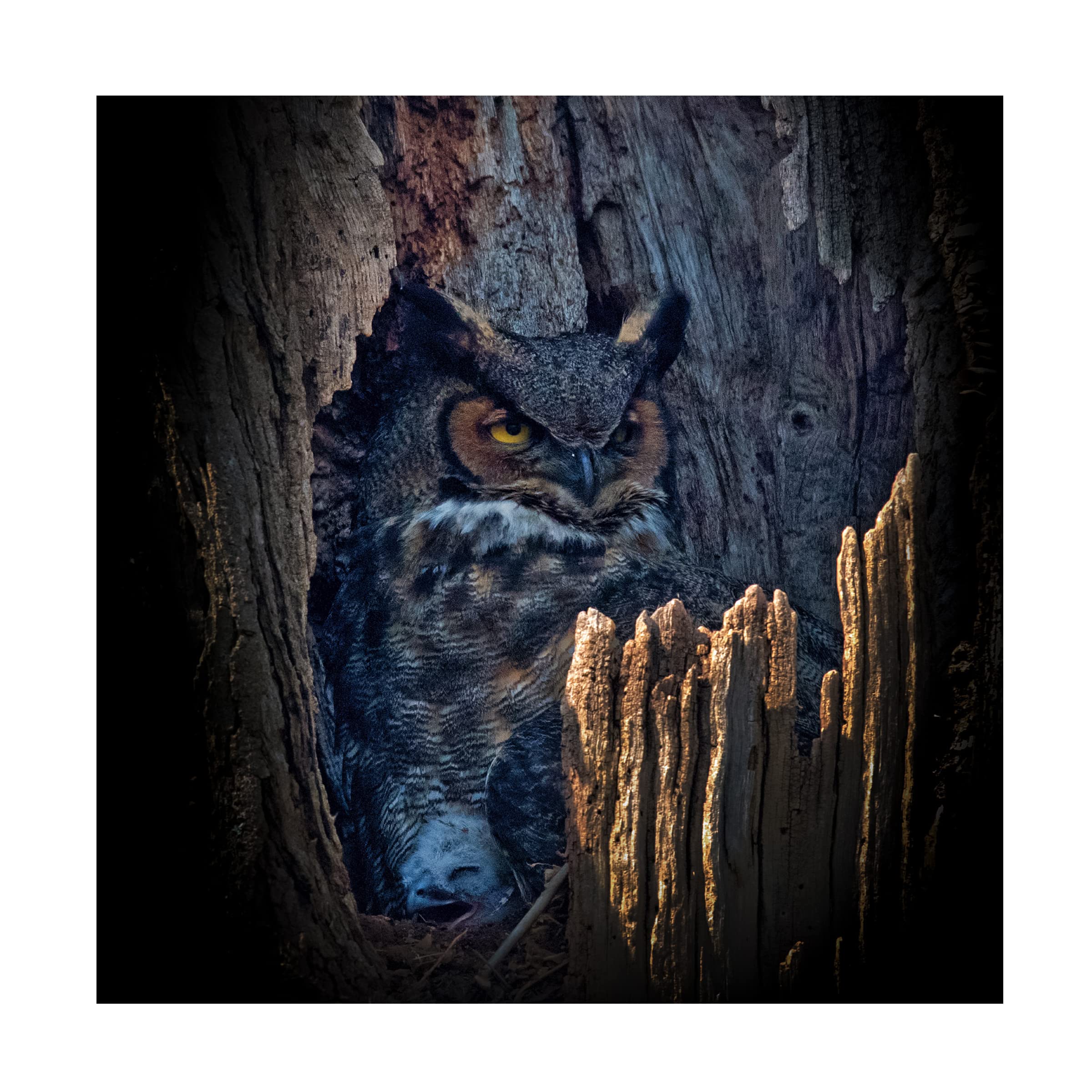 Trademark Fine Art 'Hide And Seek' Canvas Painting by Yu Cheng - Stunning Wall Art for Living Room, Bedroom & Office Decor