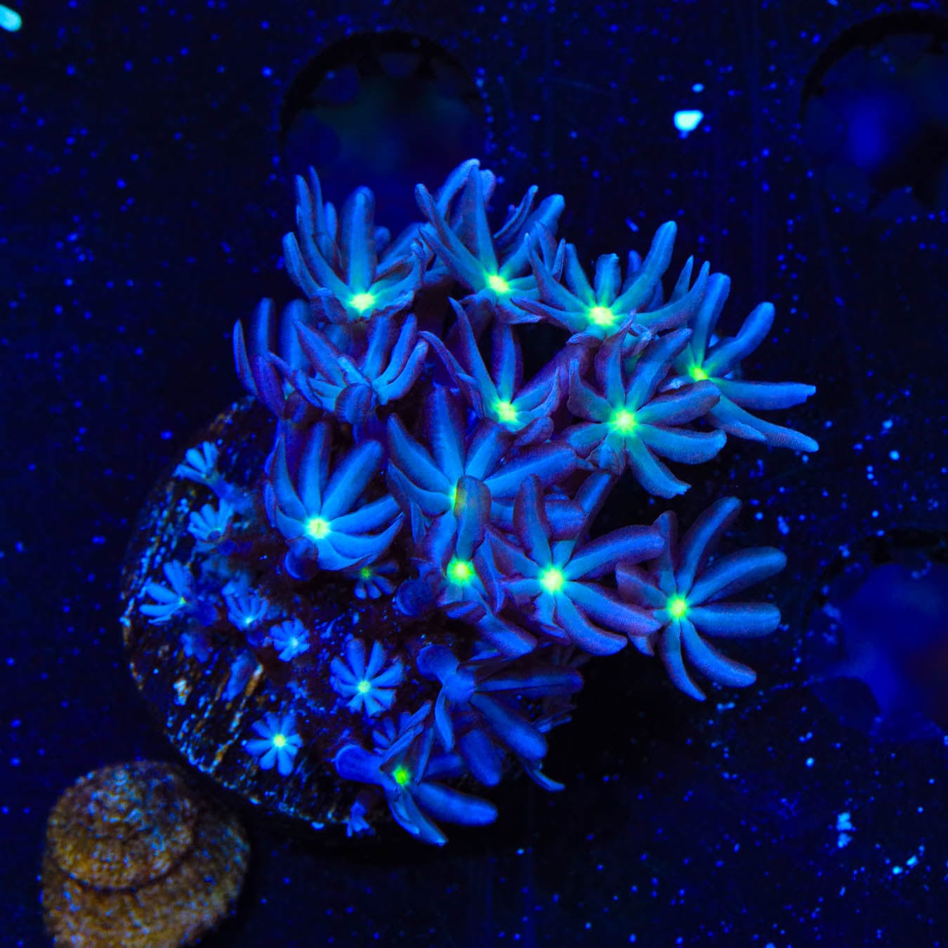 Premium Daisy Polyps Coral for Saltwater Aquariums – Vibrant Live Coral for Reef Tanks & Marine Aquascaping