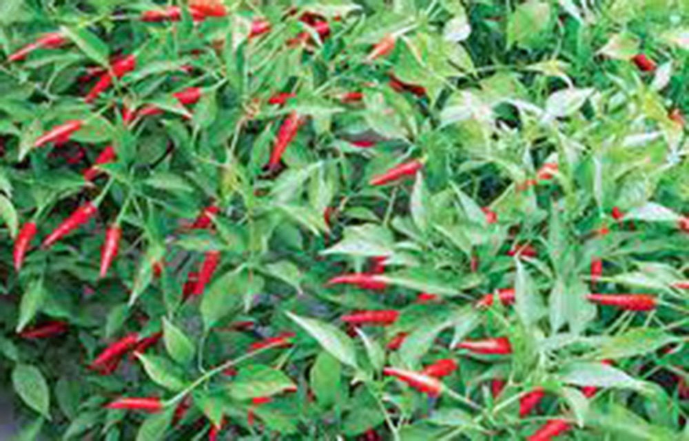 Organic Thai Hot Pepper Seeds - Heirloom Non-GMO 500 Count - Extremely Spicy for Cooking, Sauces & Drying - Perfect for Home Gardeners & Spice Enthusiasts