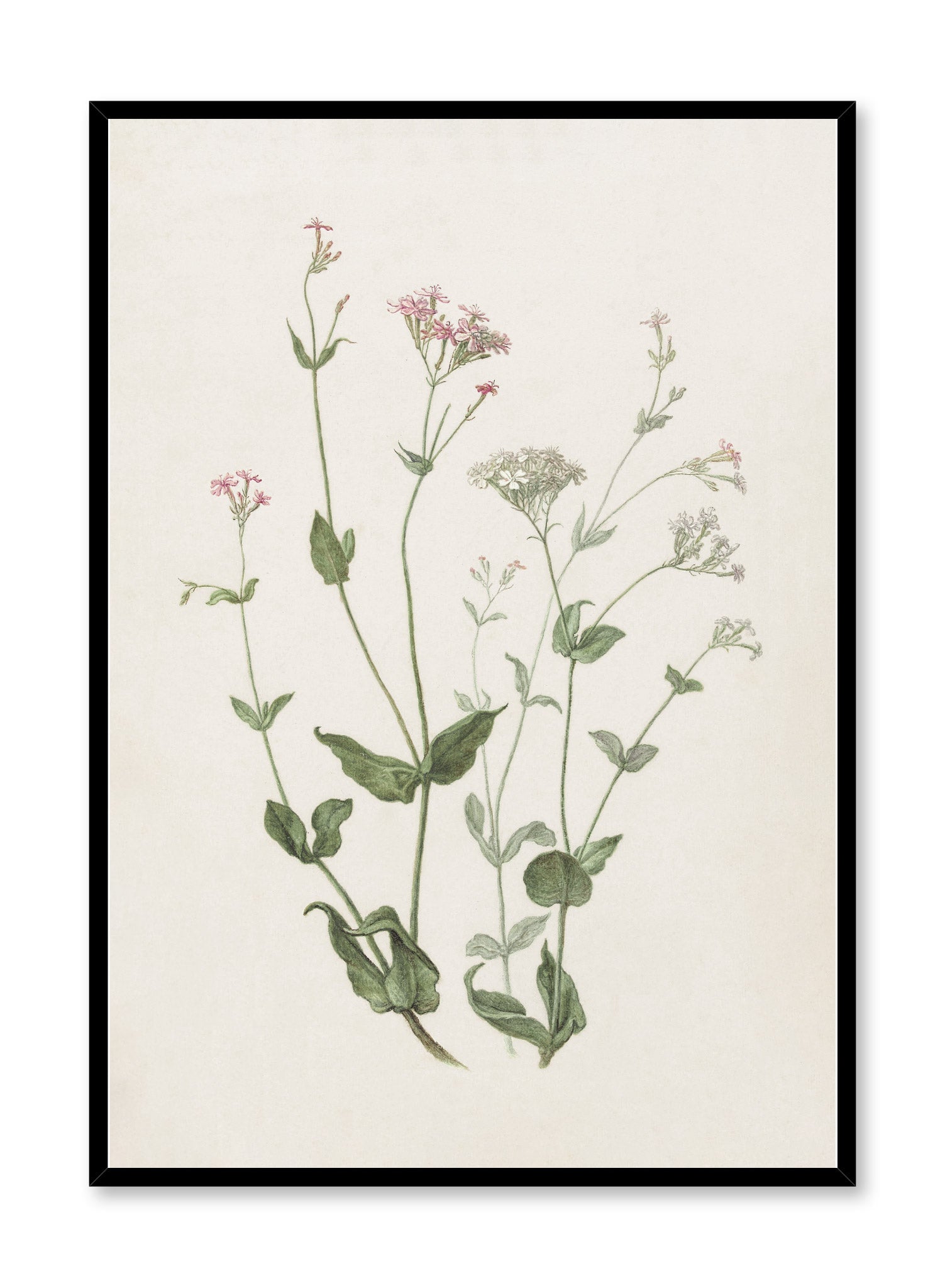 Senna & Catchfly Botanical Art Print - Vintage Floral Wall Decor for Home, Office & Gift Giving