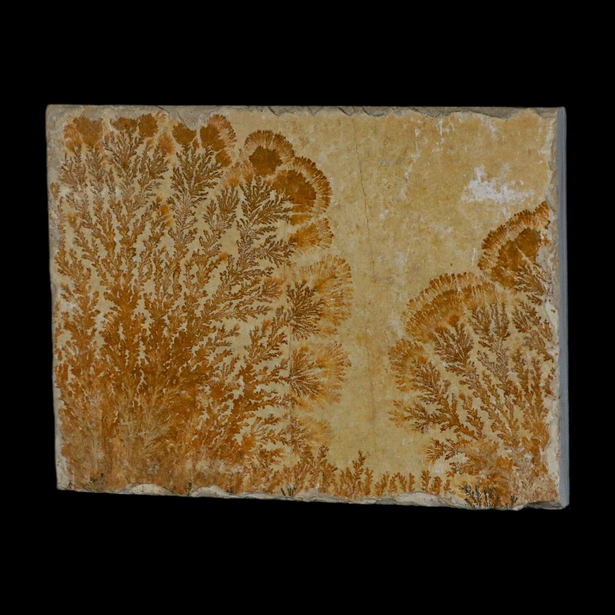 3.1 Pyrolusite Dendritic Sandstone Fossil - Solnhofen Limestone Upper Jurassic Period (150 Million Years Old) - West Germany Specimen - Perfect for Geology Collections, Classroom Education & Home Decor