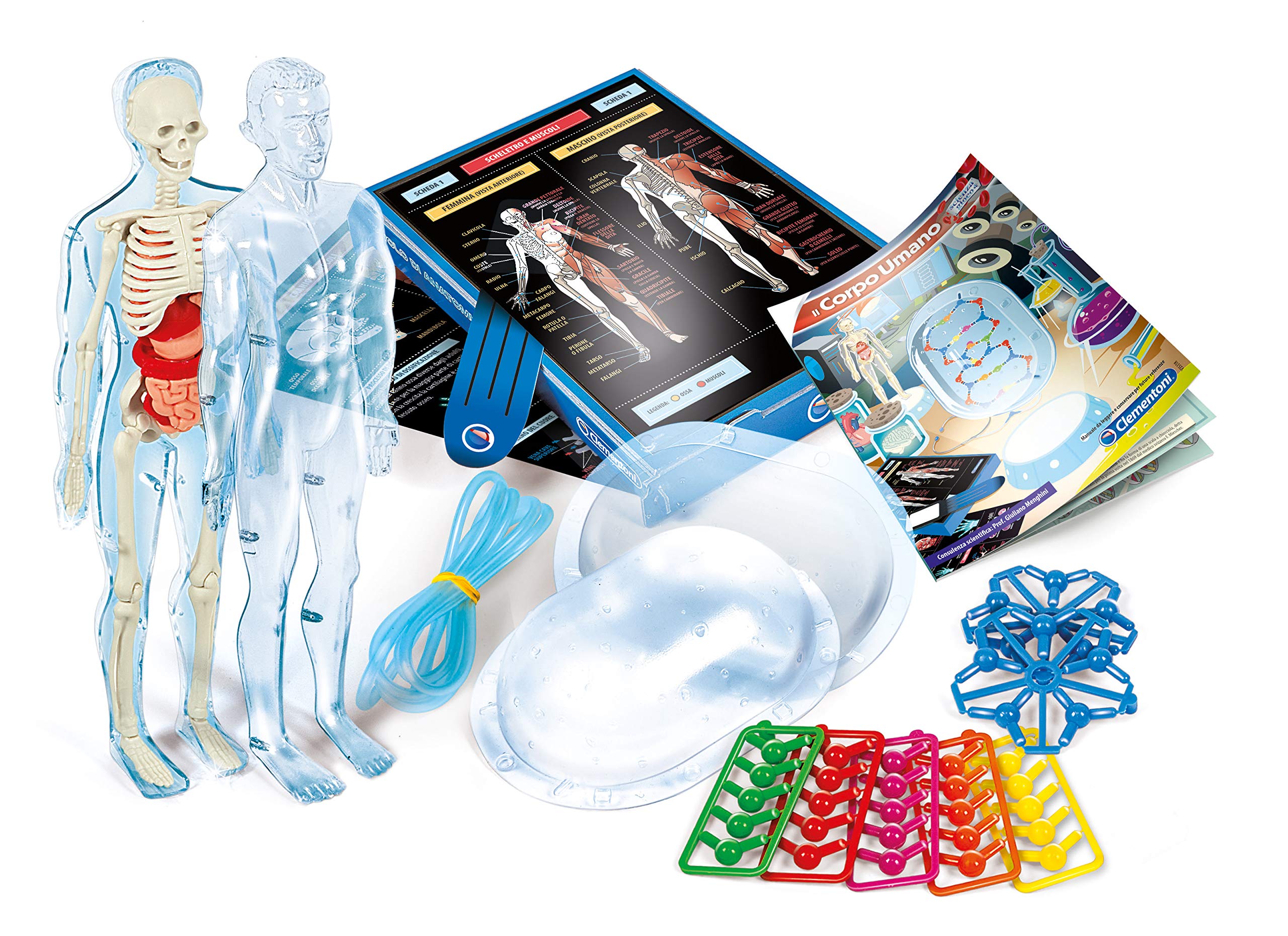 Clementoni 13964 - The Human Body Science Kit for Kids | Interactive Human Anatomy Model with Organs & Skeleton | STEM Educational Toy for Classroom & Homeschool Learning
