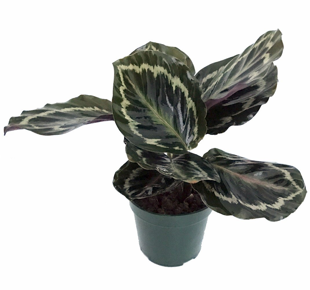 Calathea Medallion Prayer Plant - 4 Inch Live Houseplant for Home & Office Decor - Easy Care Indoor Plant for Low Light Spaces