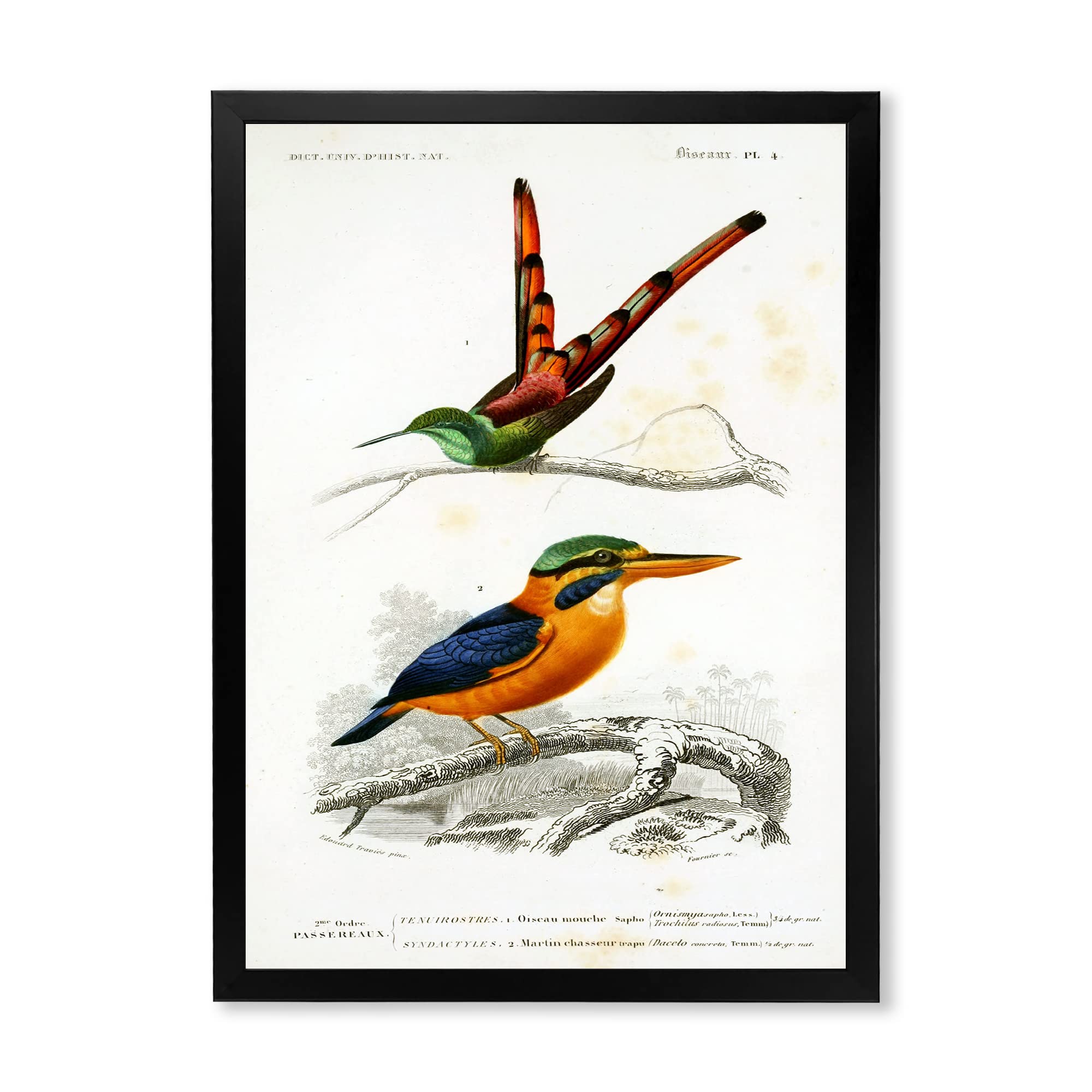 Vintage Bird Wall Art - Traditional Framed Home Decor - Perfect for Living Room, Bedroom & Office Decoration