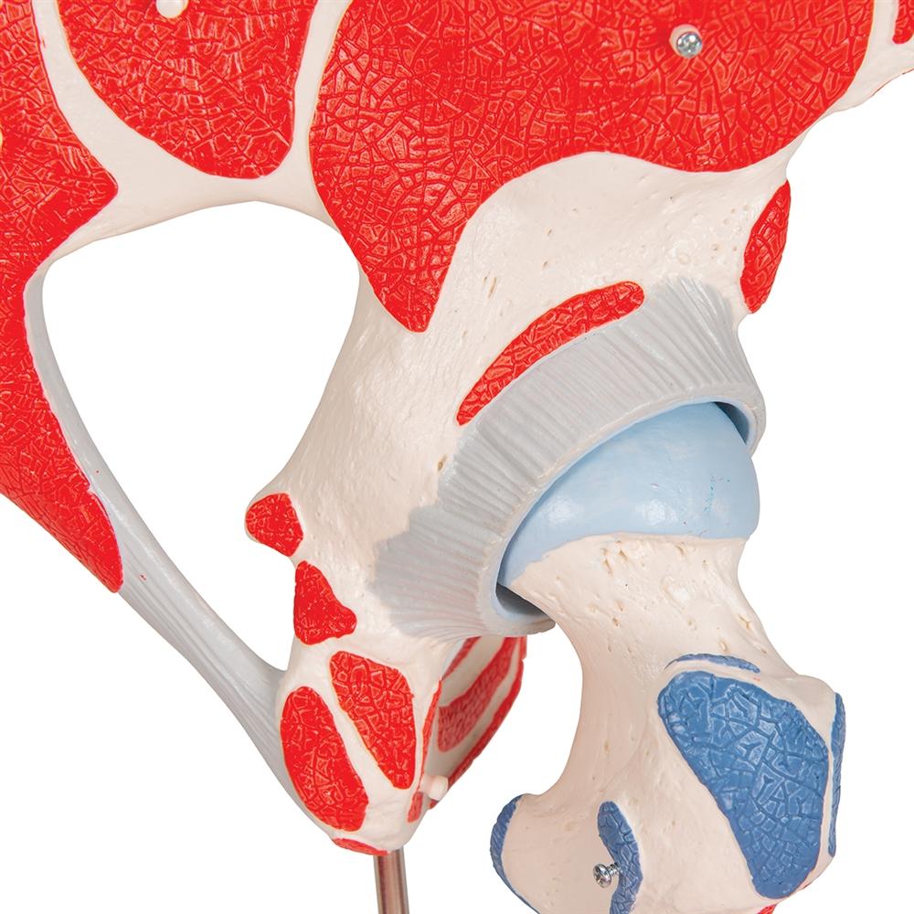7-Part Hip Joint Model with Muscles - Anatomical Educational Tool for Medical Students, Doctors, and Physical Therapists - Perfect for Classroom, Lab, and Clinical Demonstrations