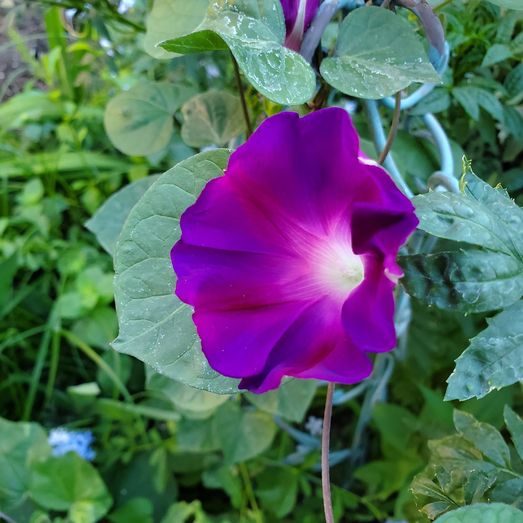 Eden Brothers Non-GMO Morning Glory Seeds - Grandpa Ott Variety, 1 lb Bag | Easy to Grow Flower Seeds for Spring Planting in USDA Zones 1-10 | Perfect for Garden Borders, Trellises & Container Gardening