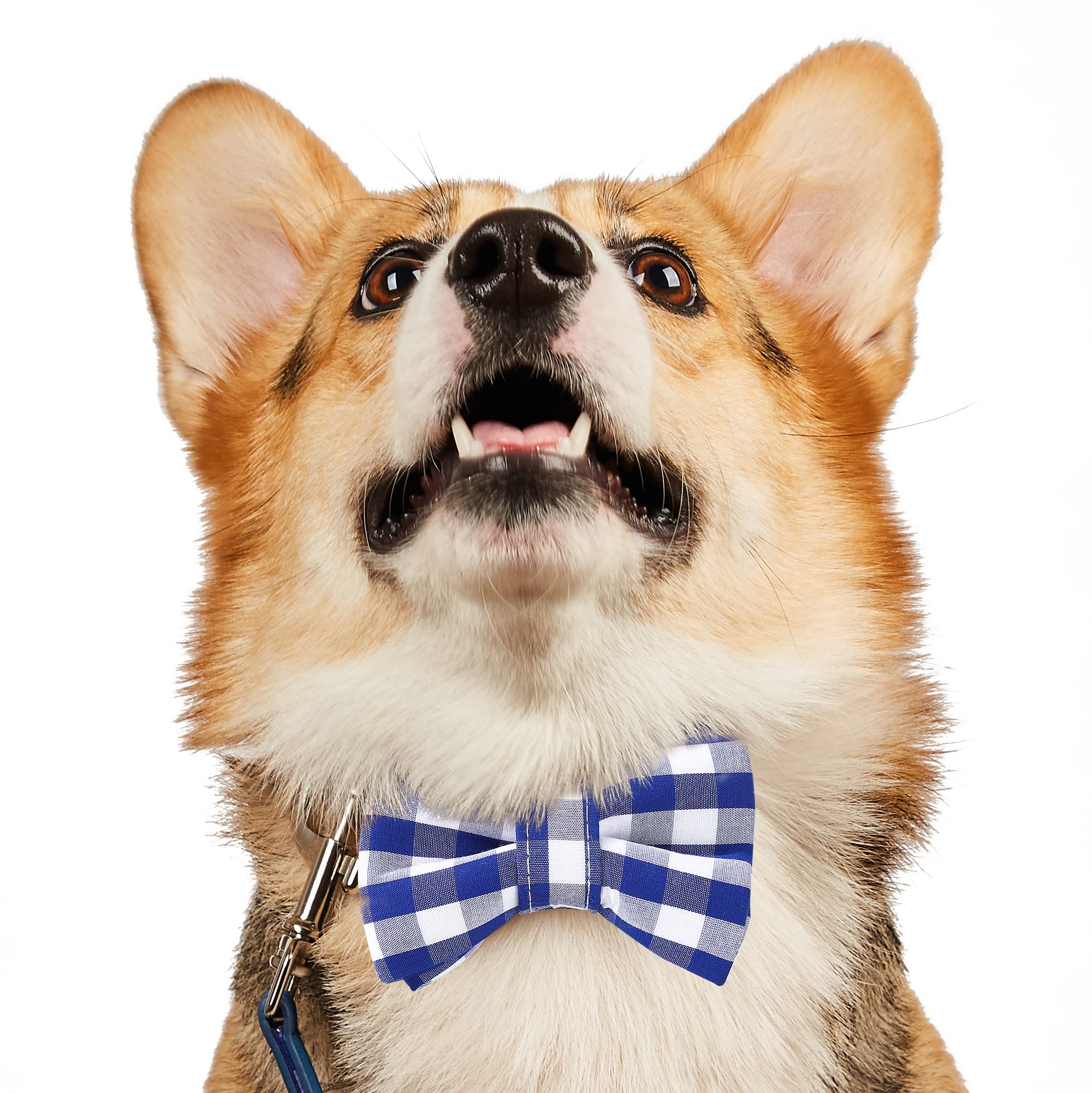 United Pups Blue Gingham Plaid Dog Collar with Adjustable Bow Tie & Matching Leash - Medium Size for Small to Medium Dogs - Perfect for Daily Walks, Pet Photos & Special Occasions