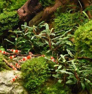 Dennerle Bucephalandra Micrantha 'Needle Leaf' Live Aquarium Plant - Easy Low Light Aquatic Plant for Fish Tanks, Nano Tanks & Aquascaping