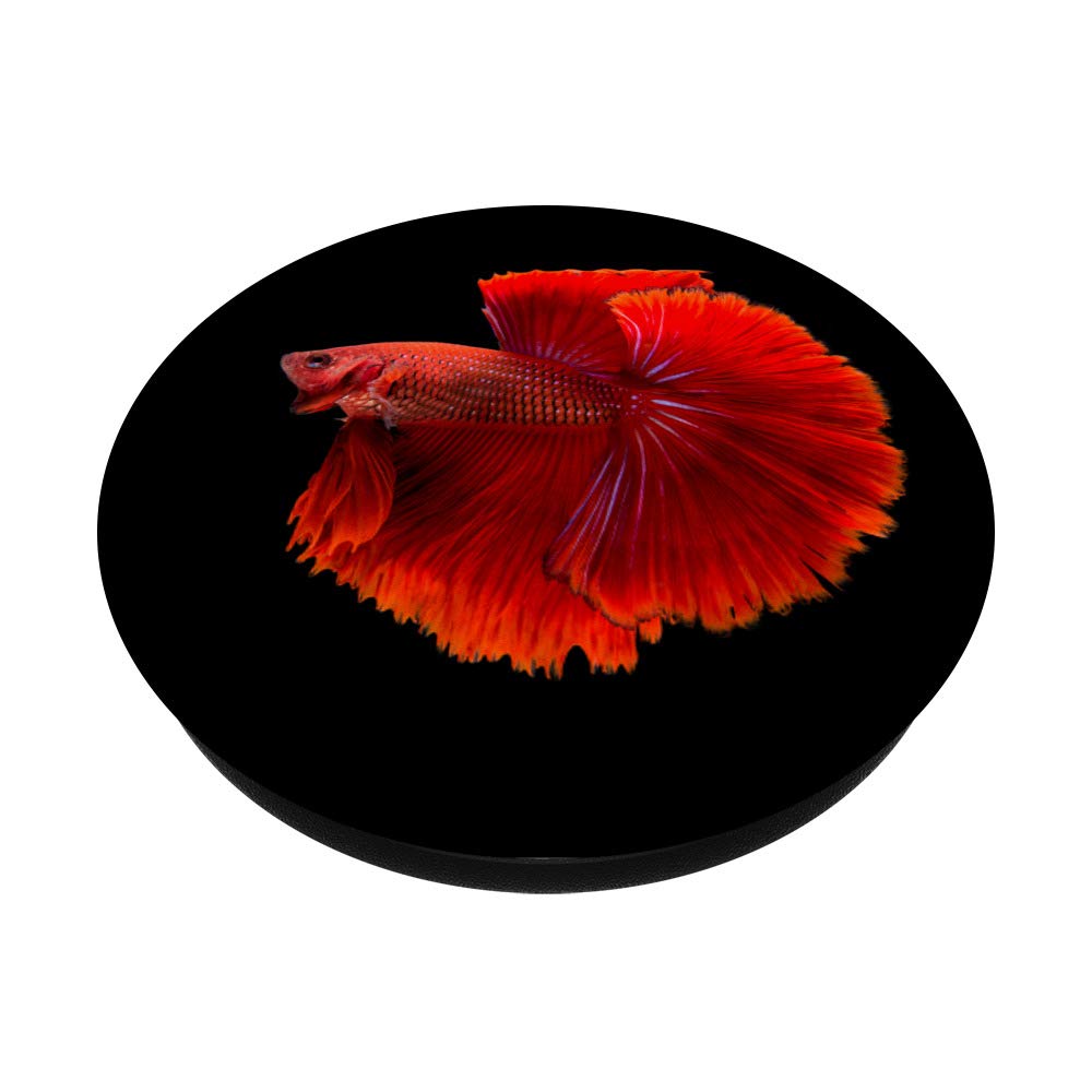 Vibrant Red Betta Siamese Fighter Fish - Live Tropical Aquarium Fish for Home & Office Decor | Perfect for Fish Tanks, Bowls & Aquatic Displays