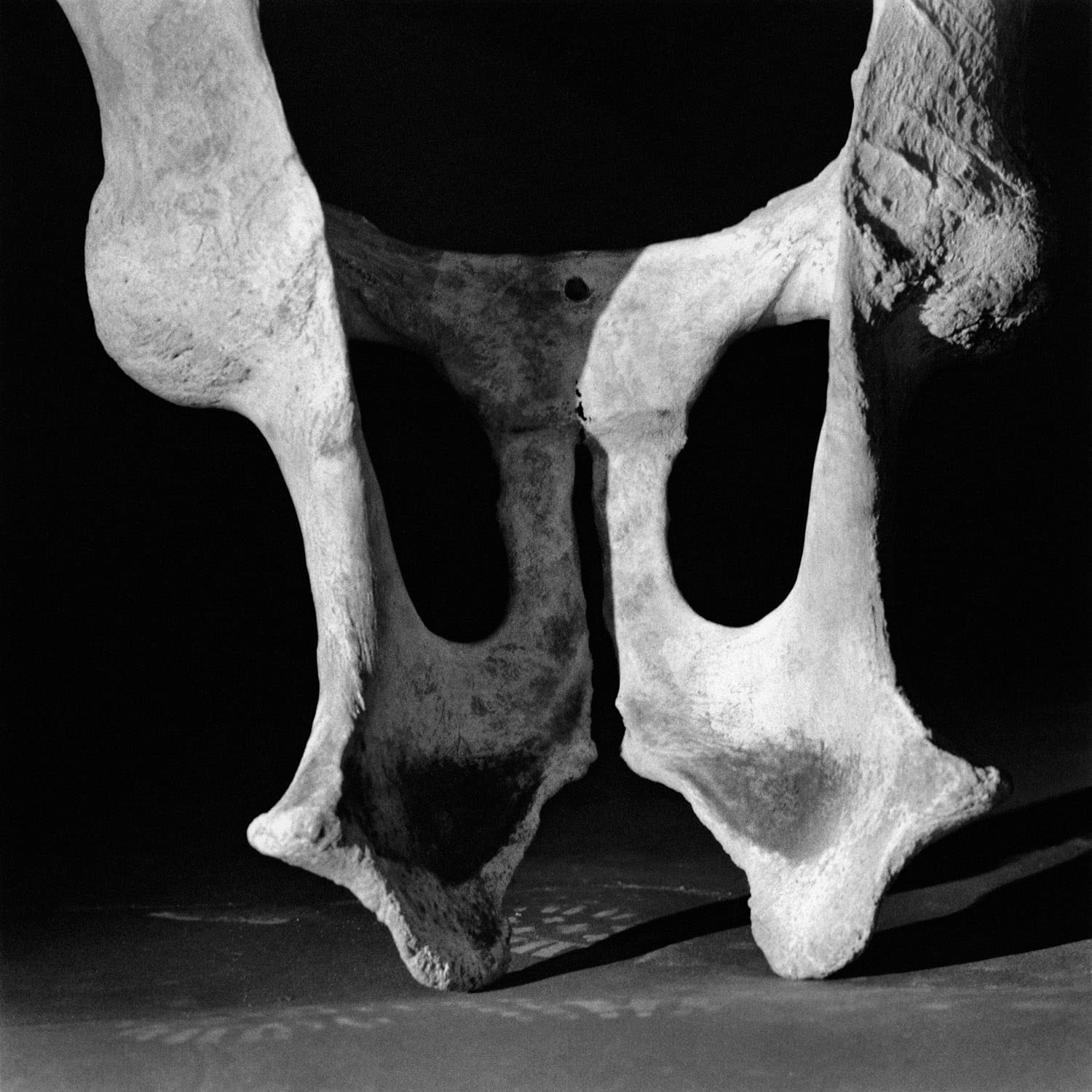 Diana Michener: Bones - Fine Art Photography Book for Collectors | Black & White Portraiture | Perfect for Art Lovers, Photography Enthusiasts & Home Decor