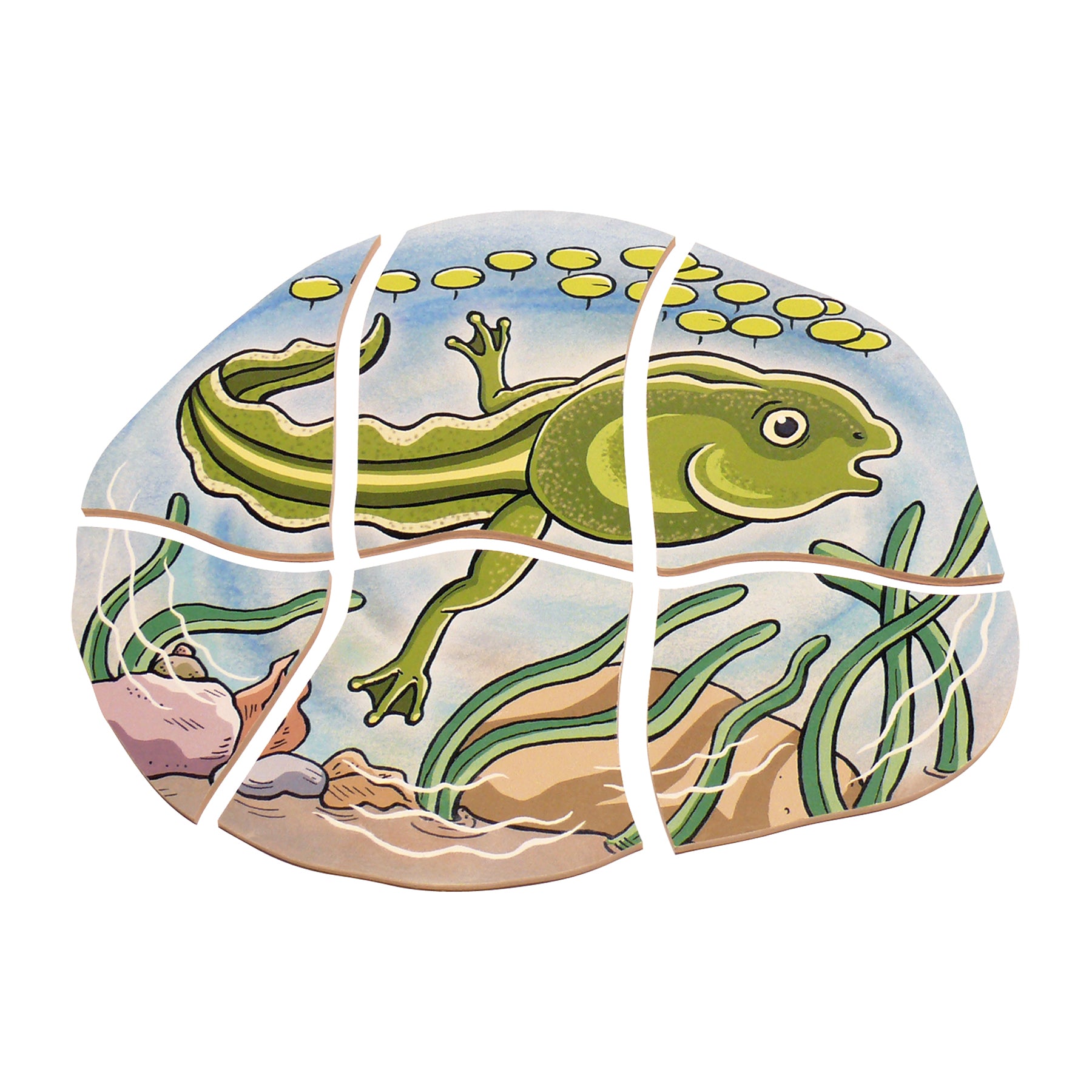 Beleduc Wooden Layer Puzzle - Frog Life Cycle with 5 Layers & 28 Pieces - Educational STEM Toy for Kids Learning Animal Development - Perfect for Classroom, Homeschool & Montessori Activities