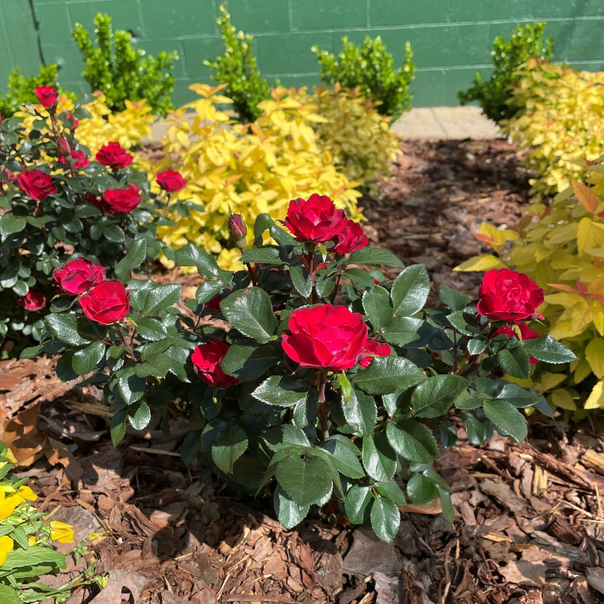 6 Qt Petite Rose Bush with Vibrant Red Blooms - Perfect for Garden Borders, Patio Decor & Gift Giving