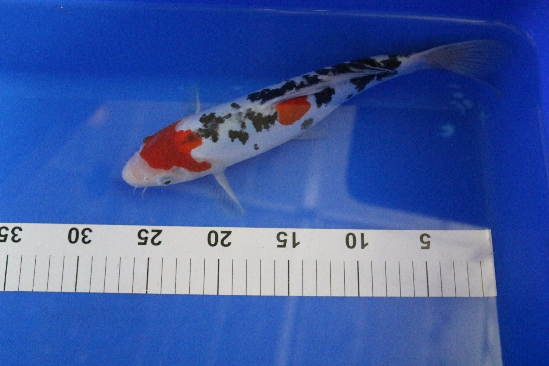 Premium Sanke 10-12 Inch High Quality Koi Fish for Ponds - Perfect for Outdoor Garden Ponds, Water Features & Aquarium Decor